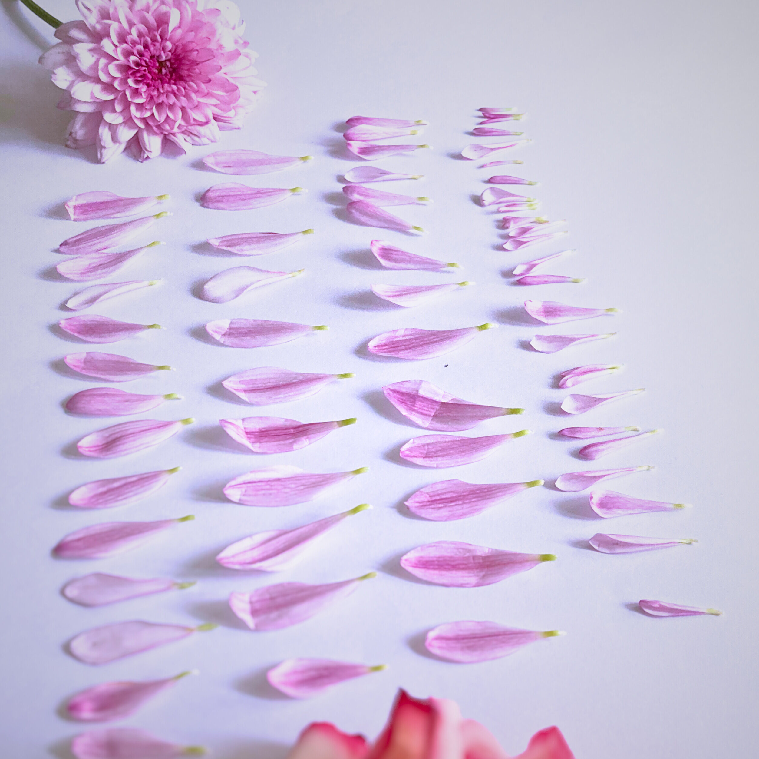 Konservierungsmethoden Brautstrauß
Blumen pressen
Bild aus gepressten Blumen
Blüten einzeln verarbeiten
